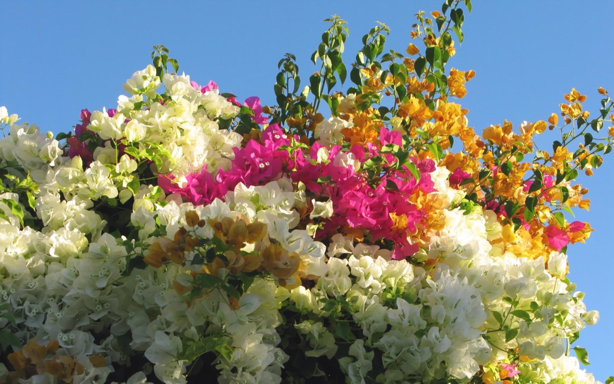 Бугенвиллия в Израиле