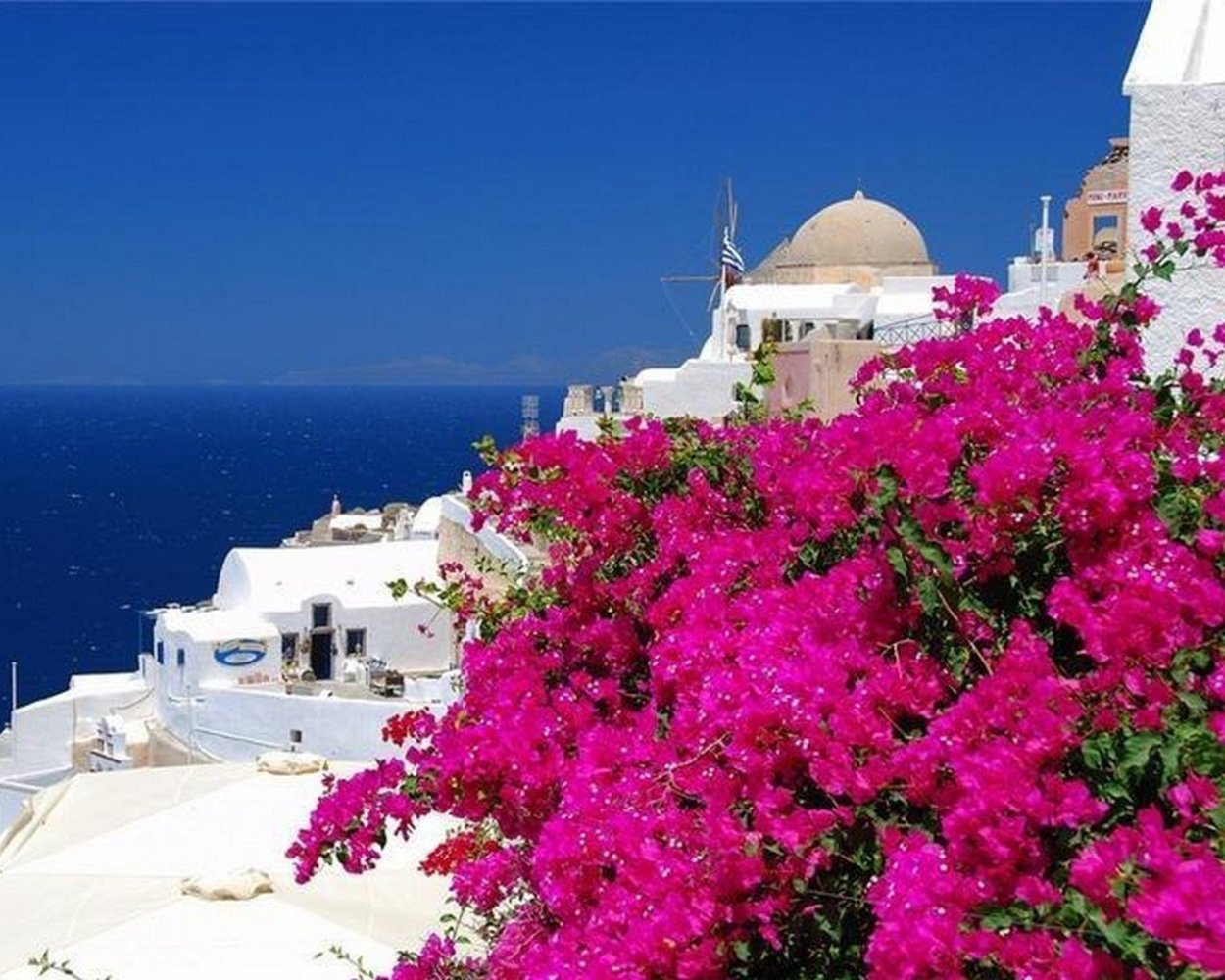 Бугенвиллия Dania