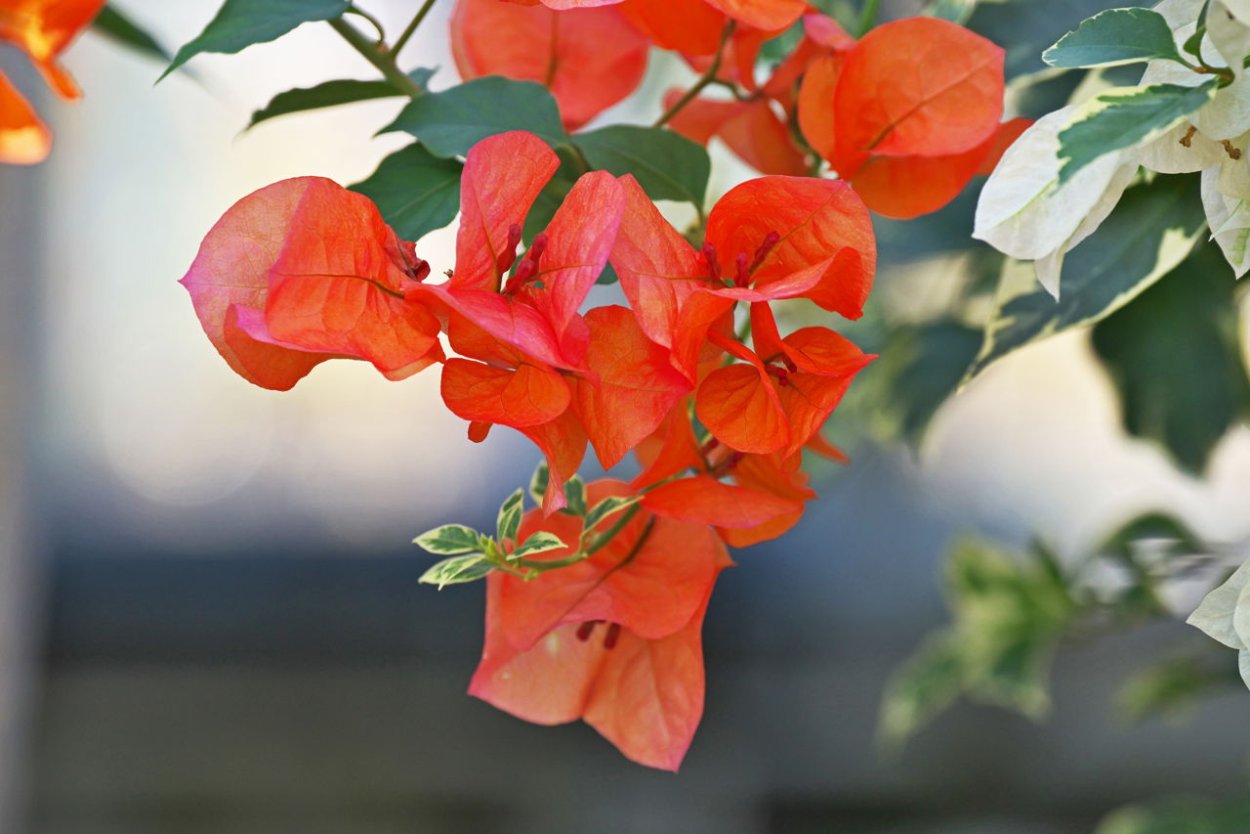 Бугенвиллия для балкона в Крыму