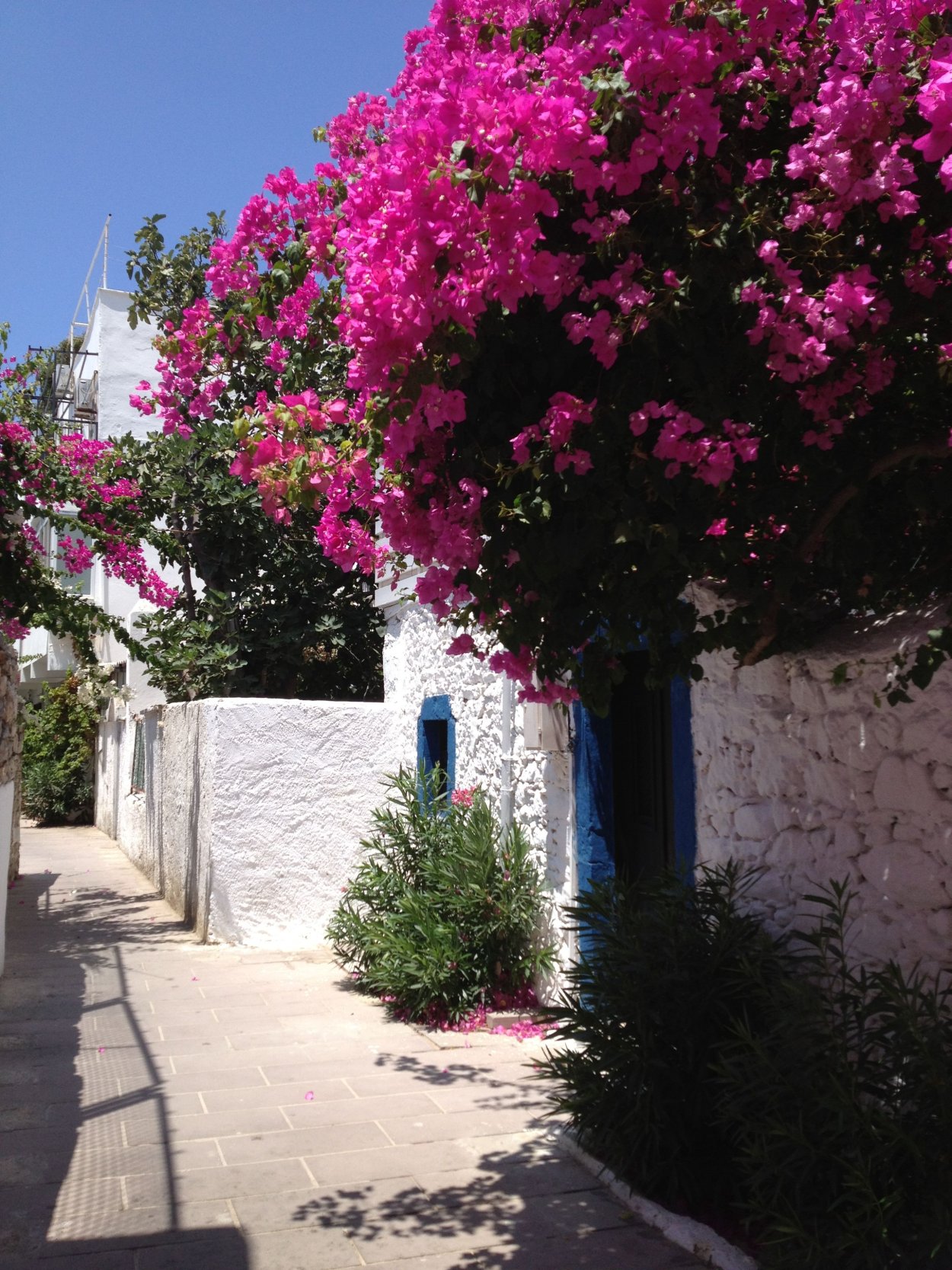 Бугенвиллия бразилиан