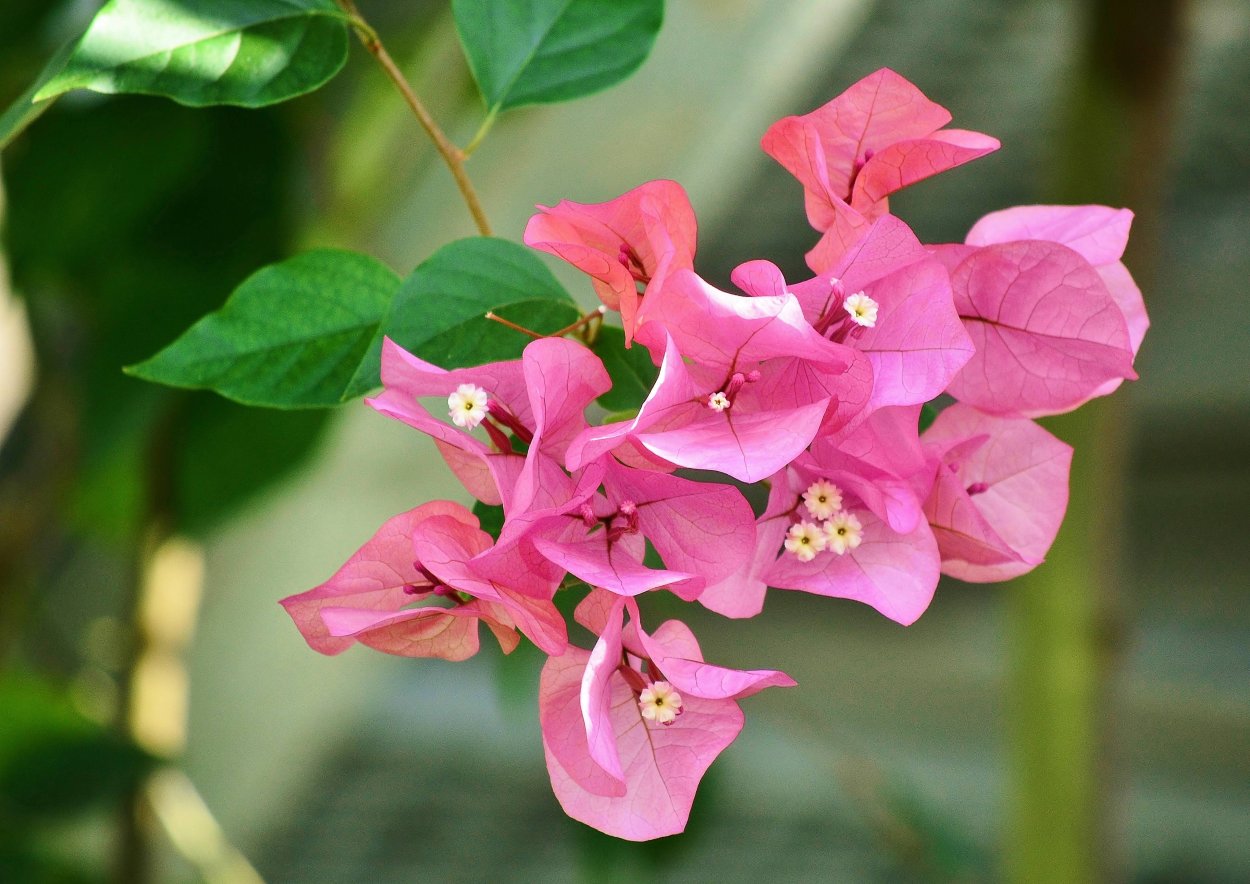 Бугенвиллия Alexandra