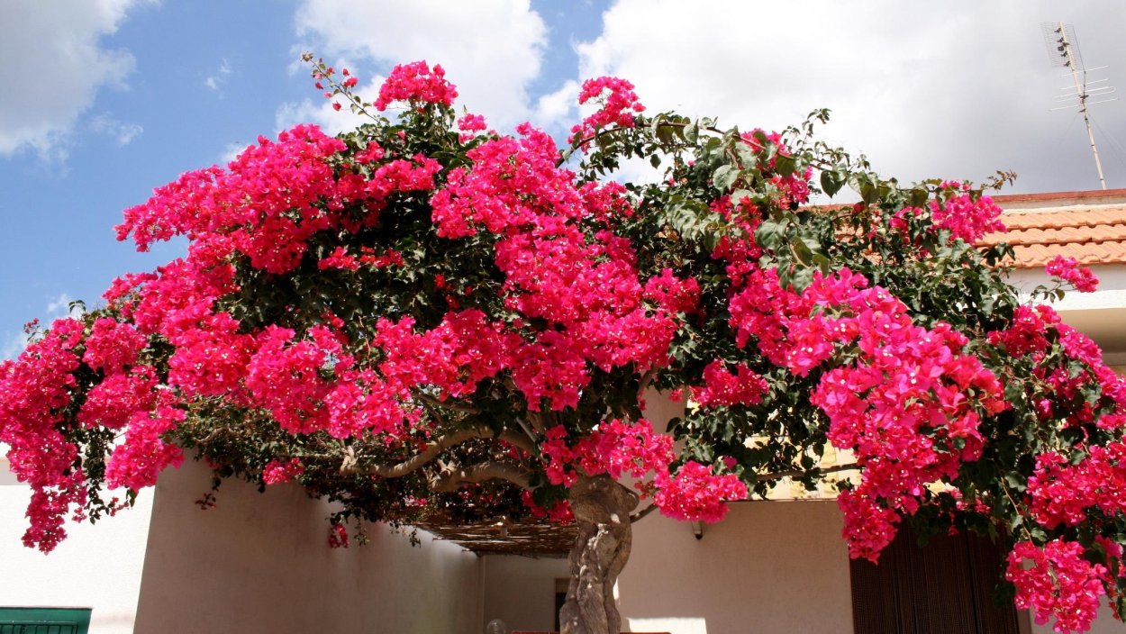 Magenta Glory бугенвиллия