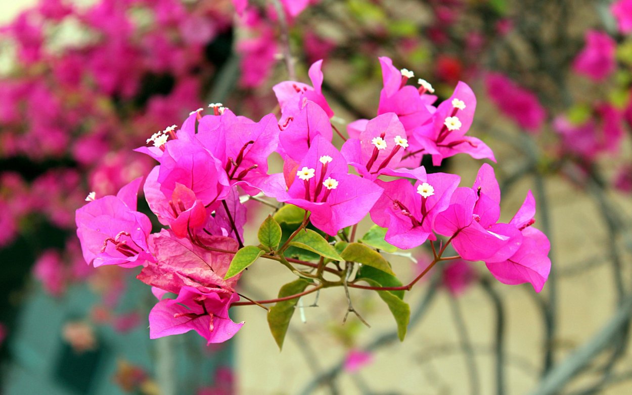 Бугенвиллия и море