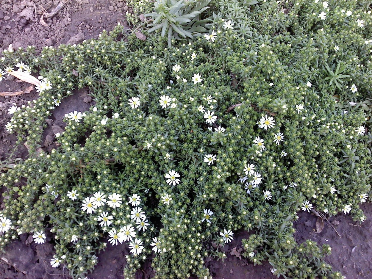 Астра вересковидная