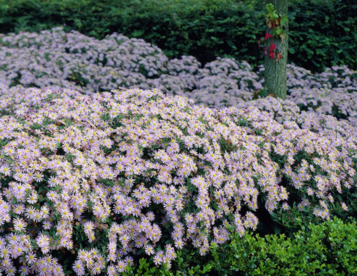 Вересковая Астра многолетняя