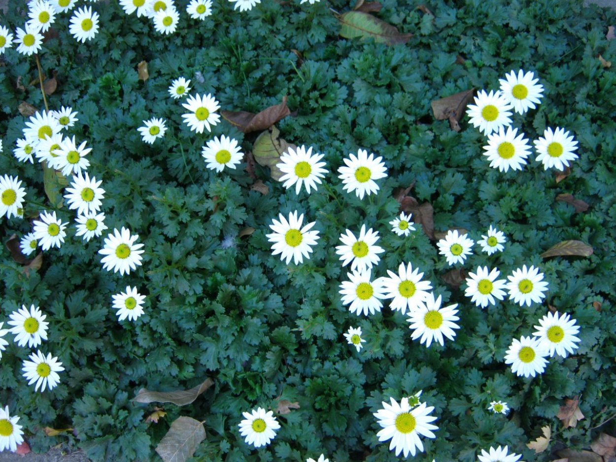 Вересковая Астра многолетняя