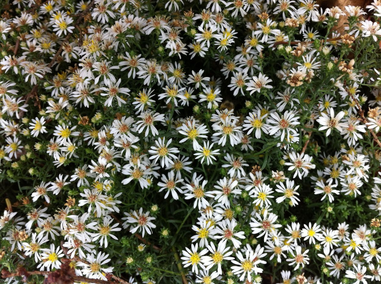 Флокс шиловидный на клумбе