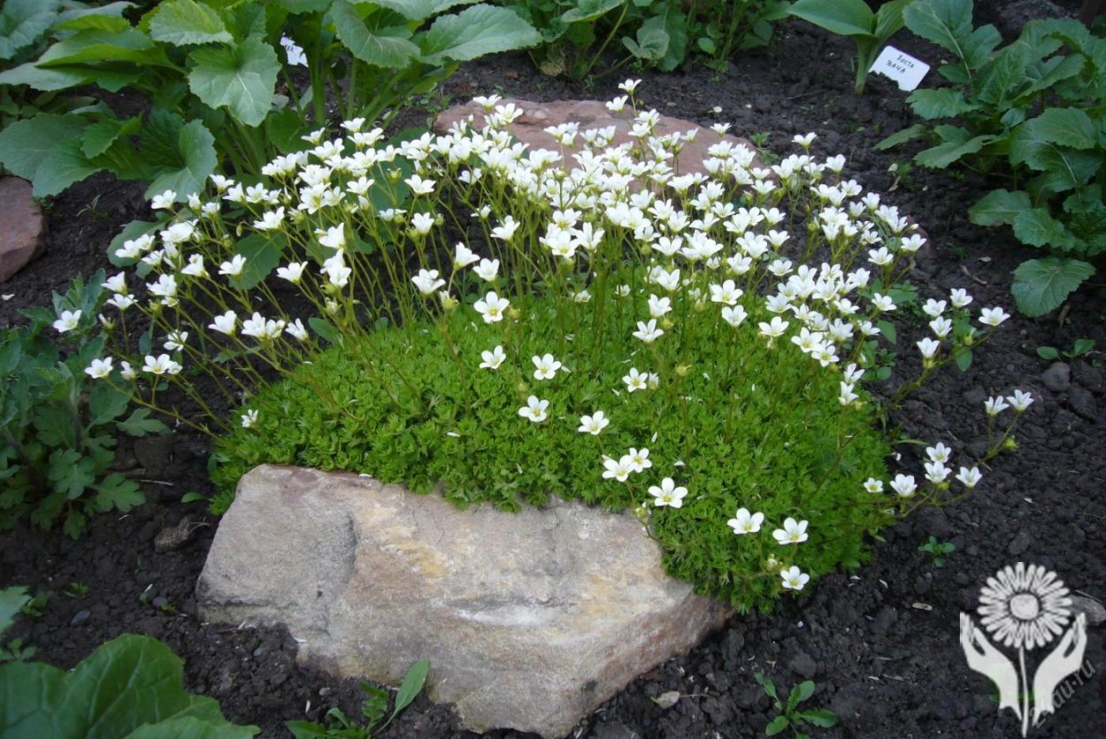 Астра Вересковая Aster ericoides