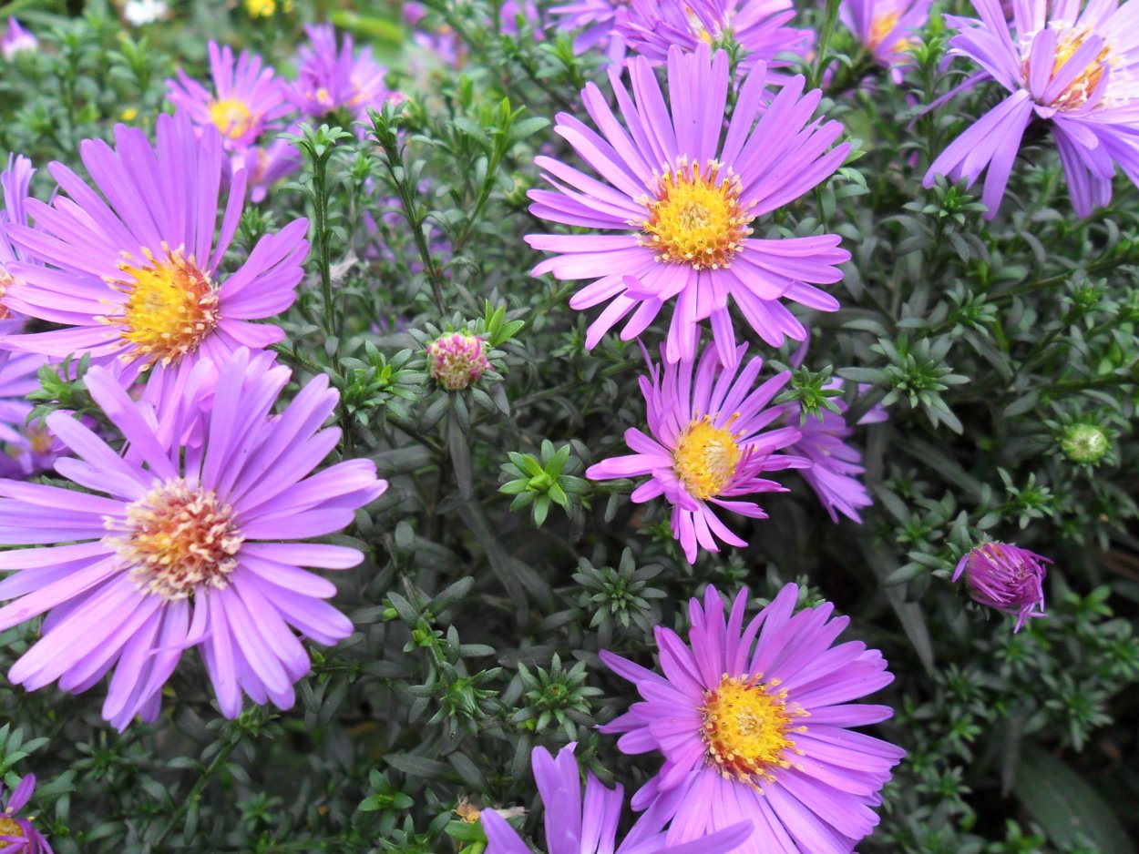 Астра кустарниковая Anneke