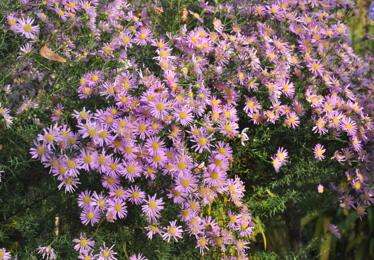 Астры Aster ericoides