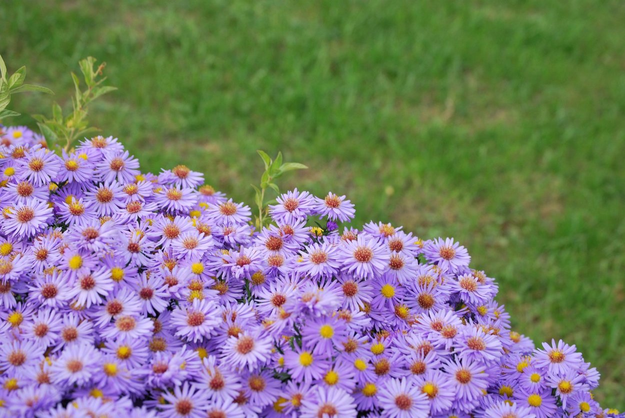 Астра Альпийская Альбус