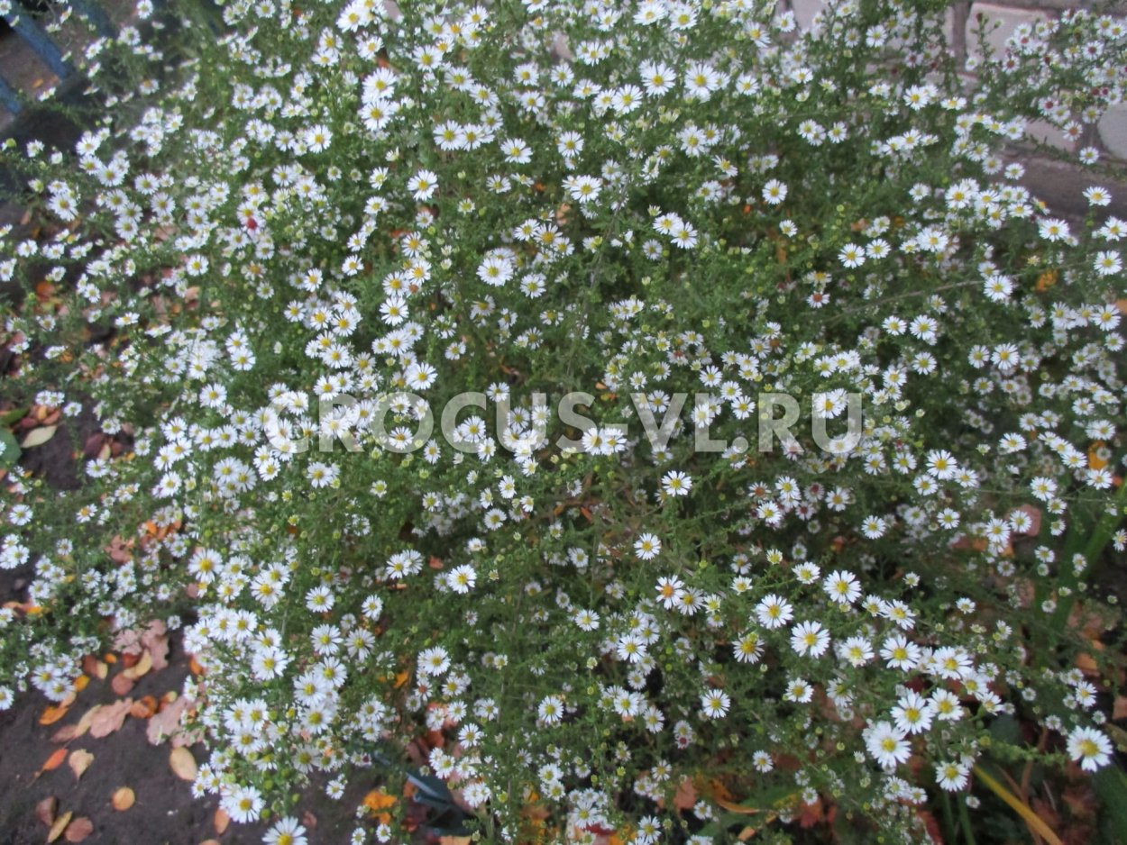 Ясколка камнеломка почвопокровные