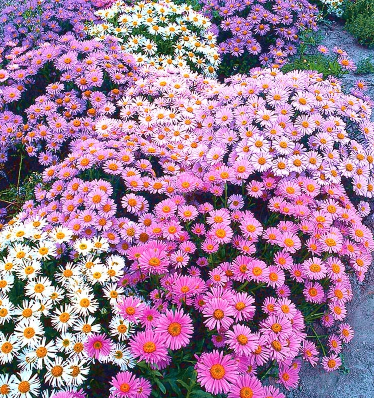 Астра Альпийская (Aster Alpinus) ‘Glory’