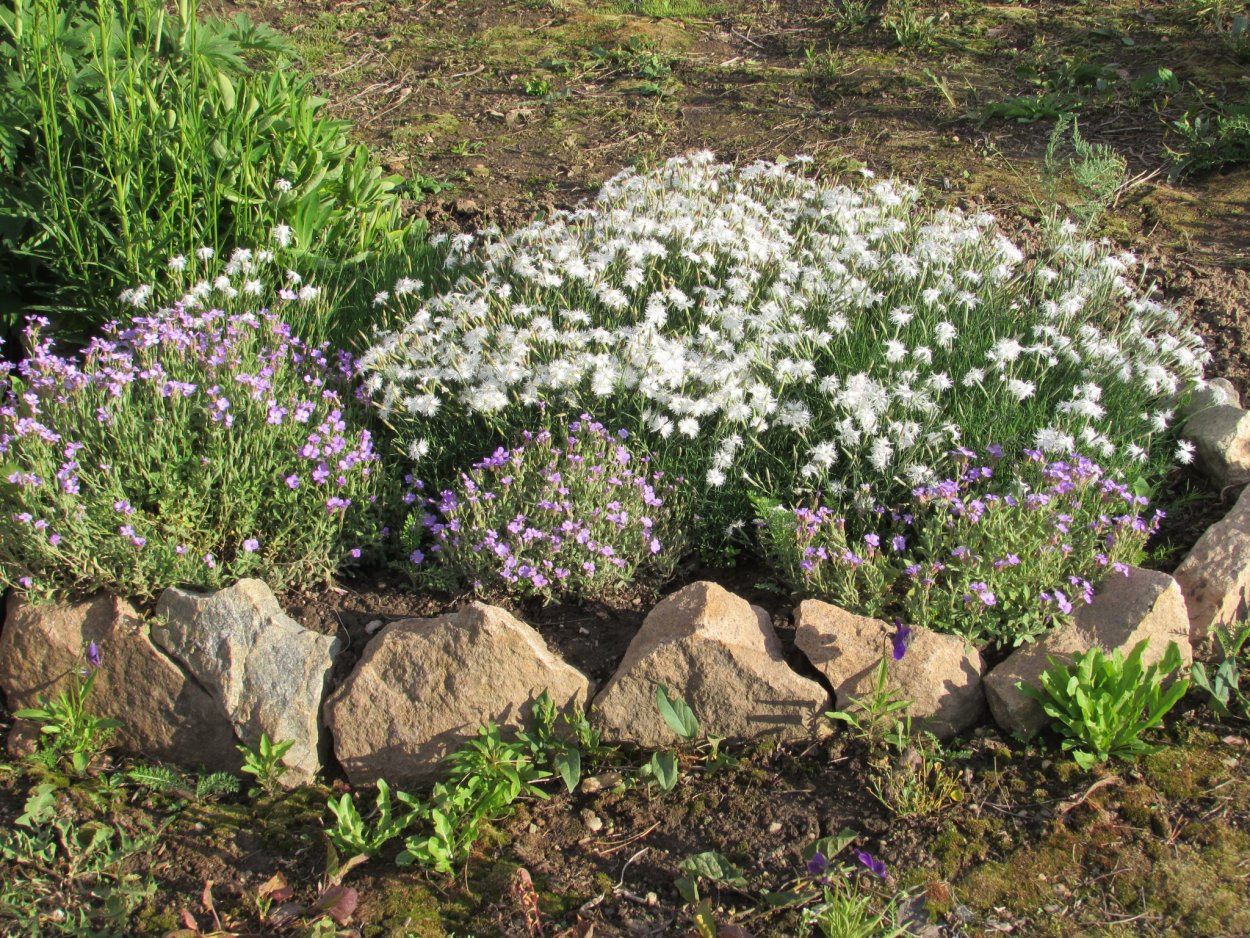 Альпийская Астра почвопокровная белая
