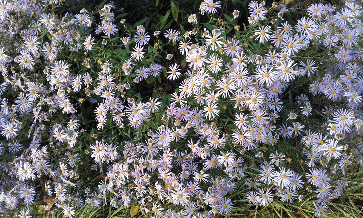 Вересковая Астра многолетняя