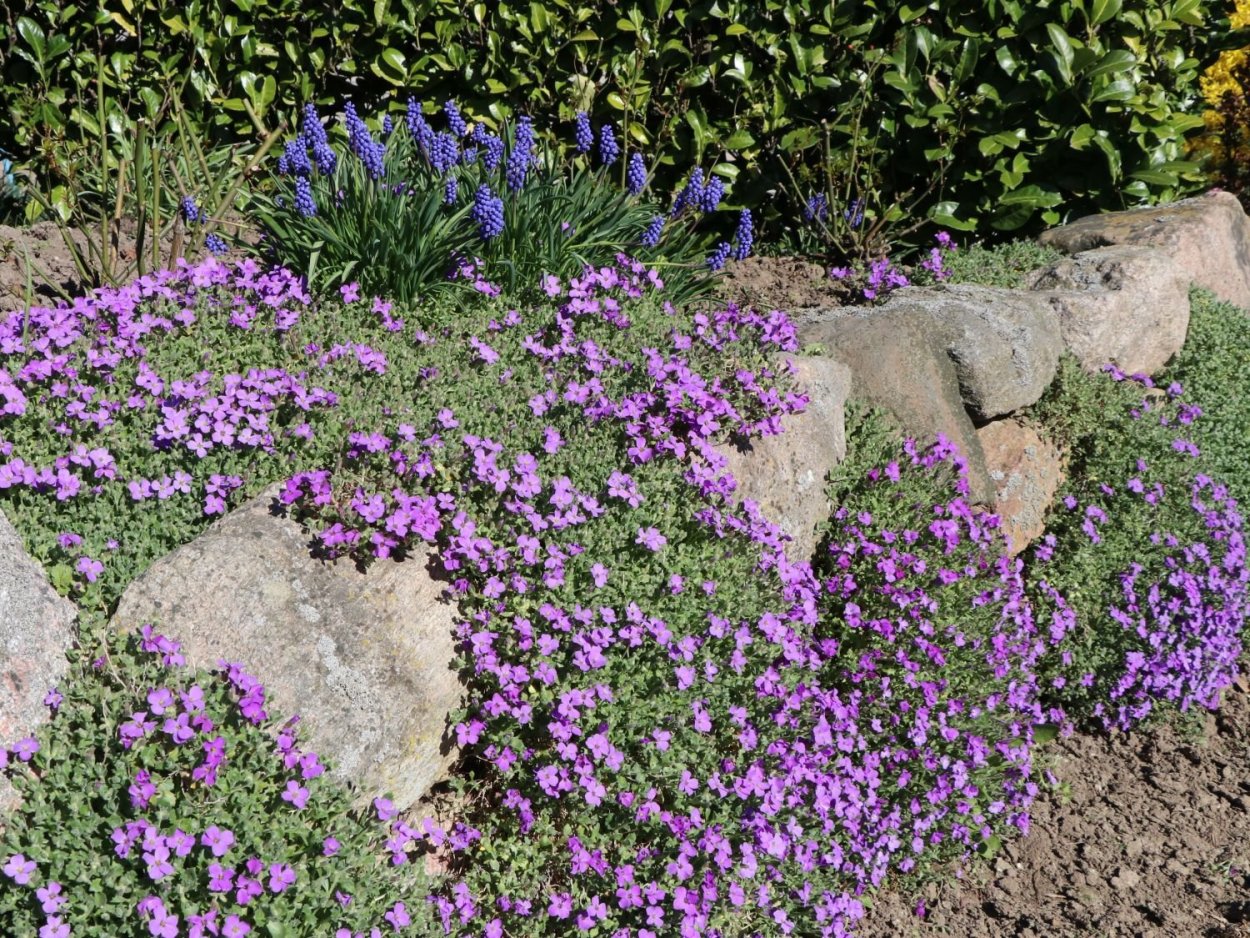 Лаурентия ползучая