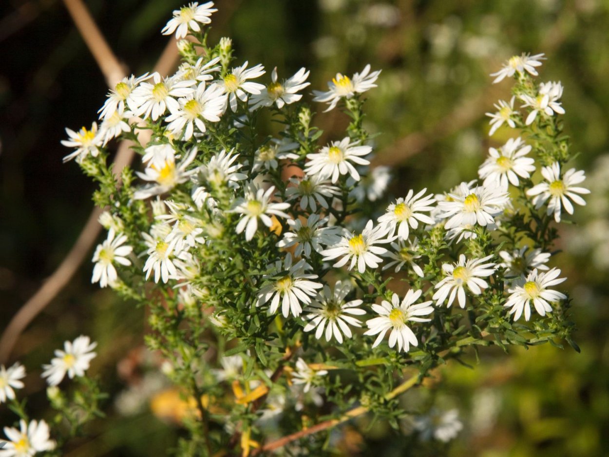 Астра Альпийская многолетняя