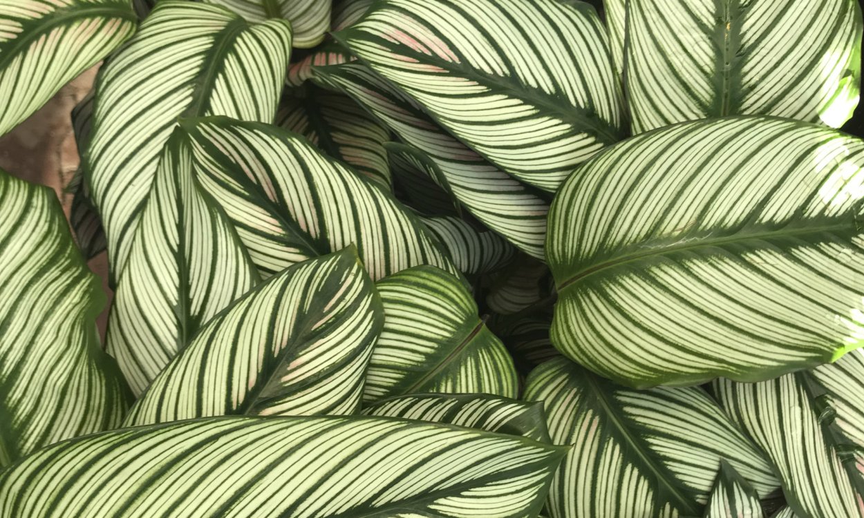 Калатея маранта