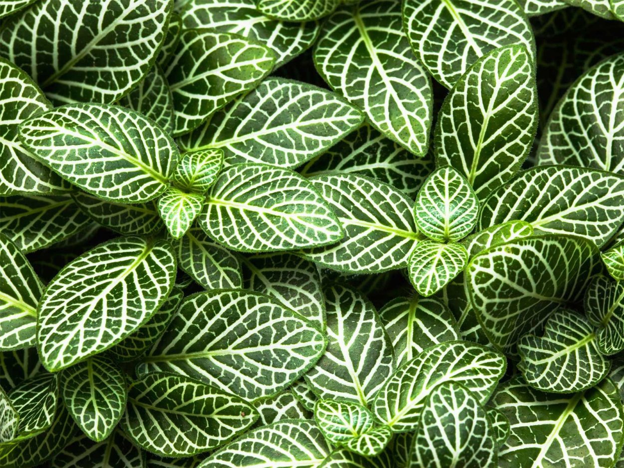 Комнатный цветок с зелеными листьями с белыми полосками