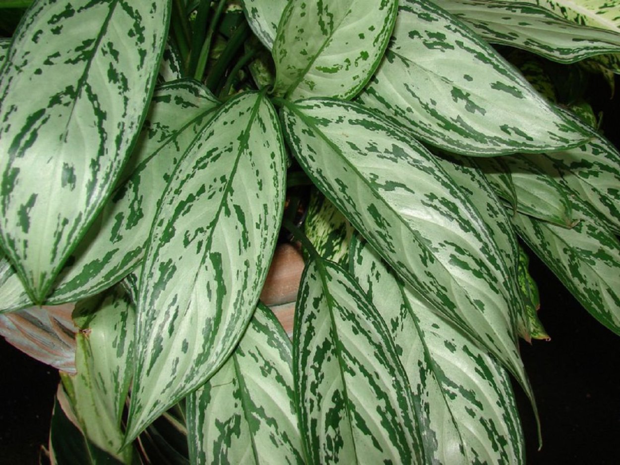 Аглаонема зебрина