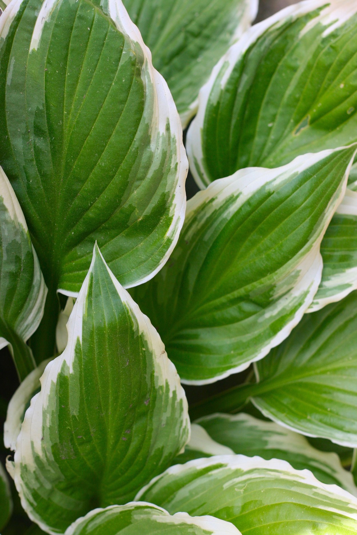 Аглаонема пятнистая