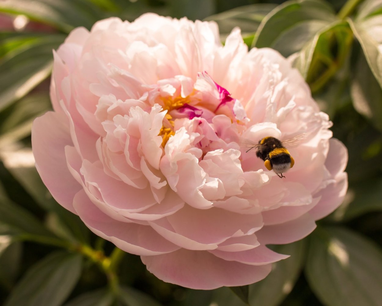 Шафран и пион