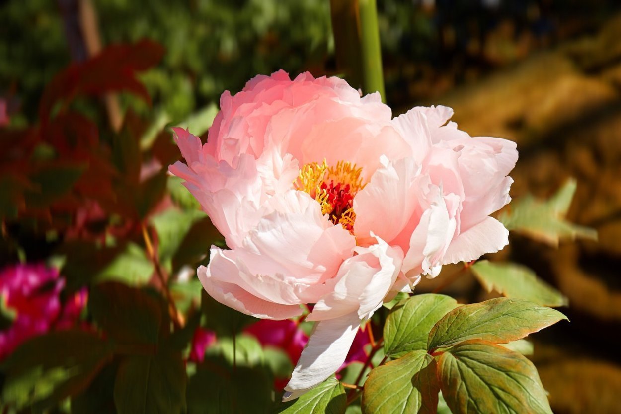 Пион Элизабет Кан