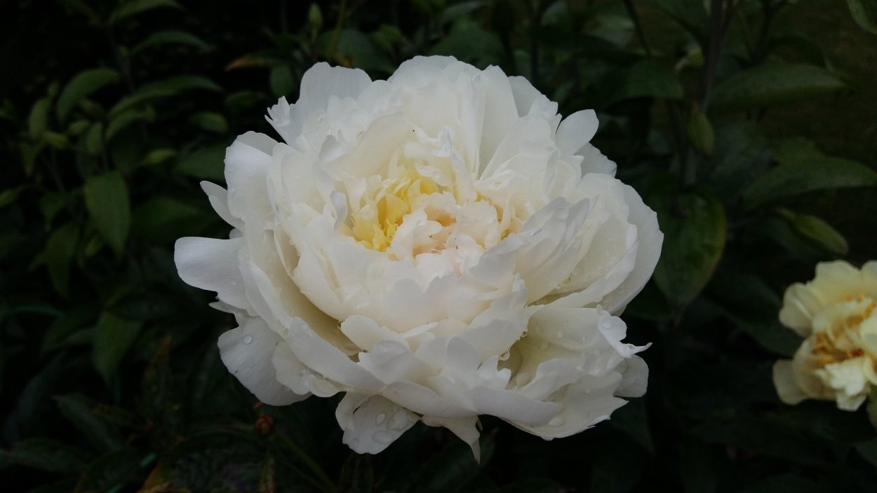 Чаривник пион