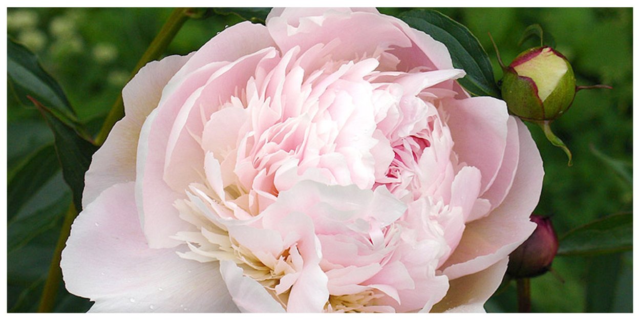 Madylone - Мейдилоун пион