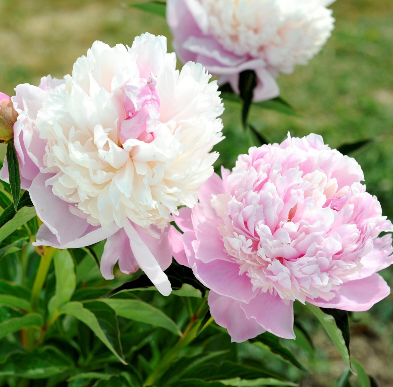 Пион Глуар де Шарль Гомбо