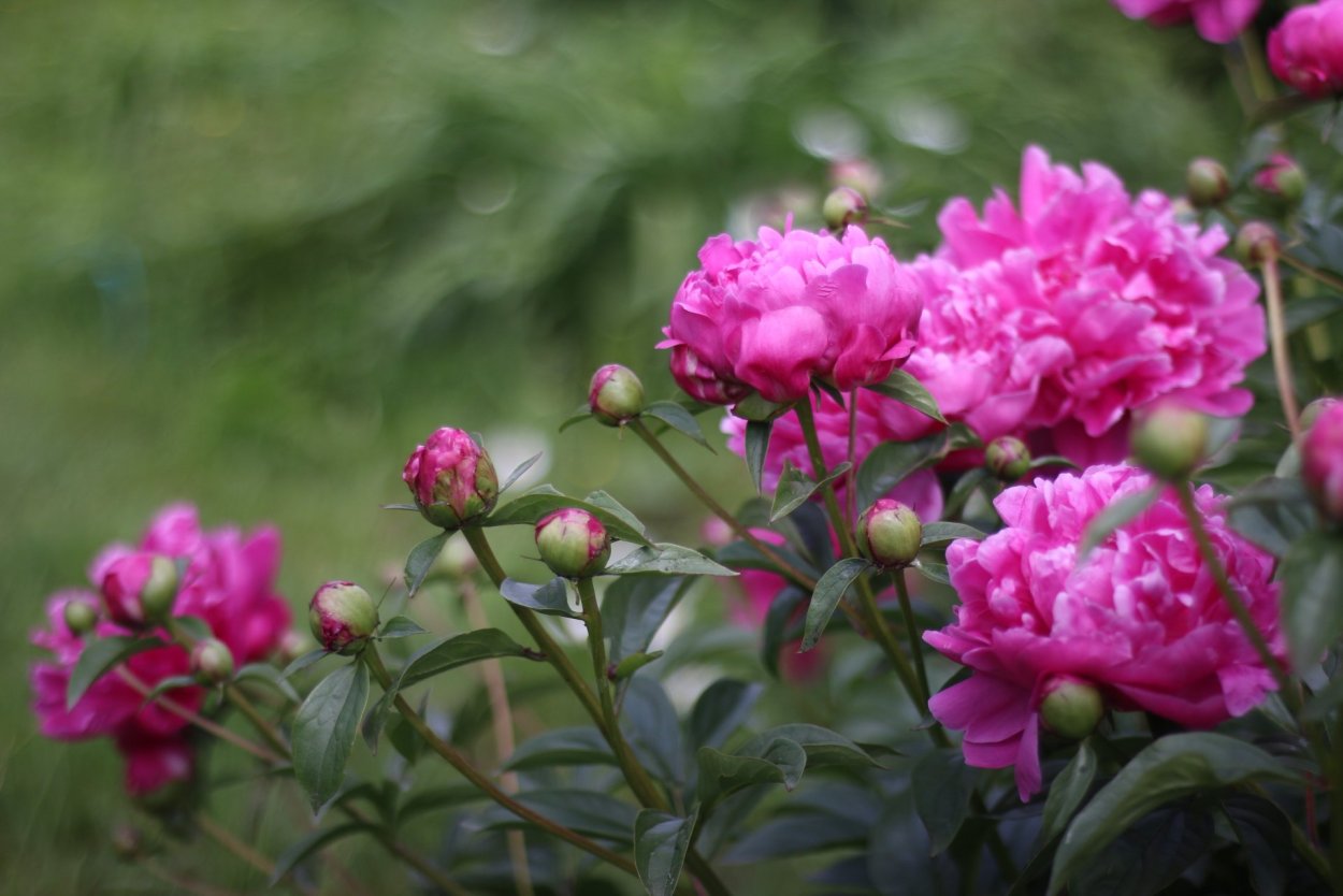 Пион Чинук ( Chinook)