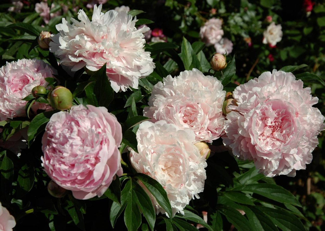 Пион Марилла Бьюти