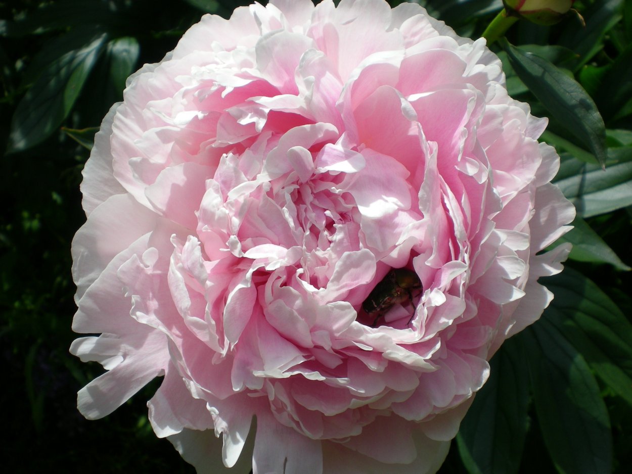 Пион Юлиска