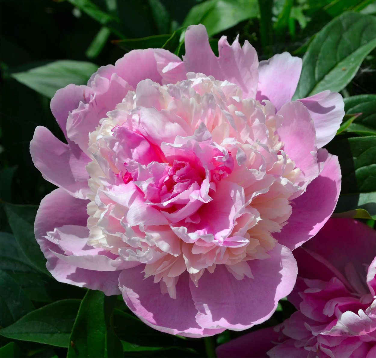 Пион Эдулис Суперба