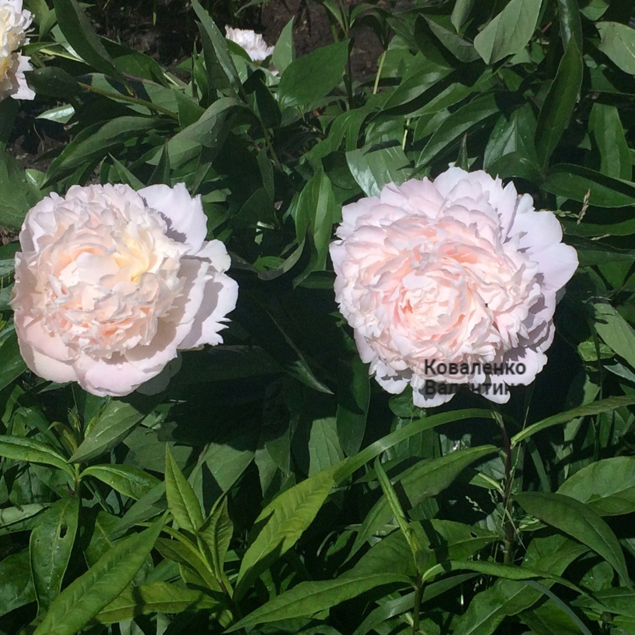 Пион Медилон Madylone