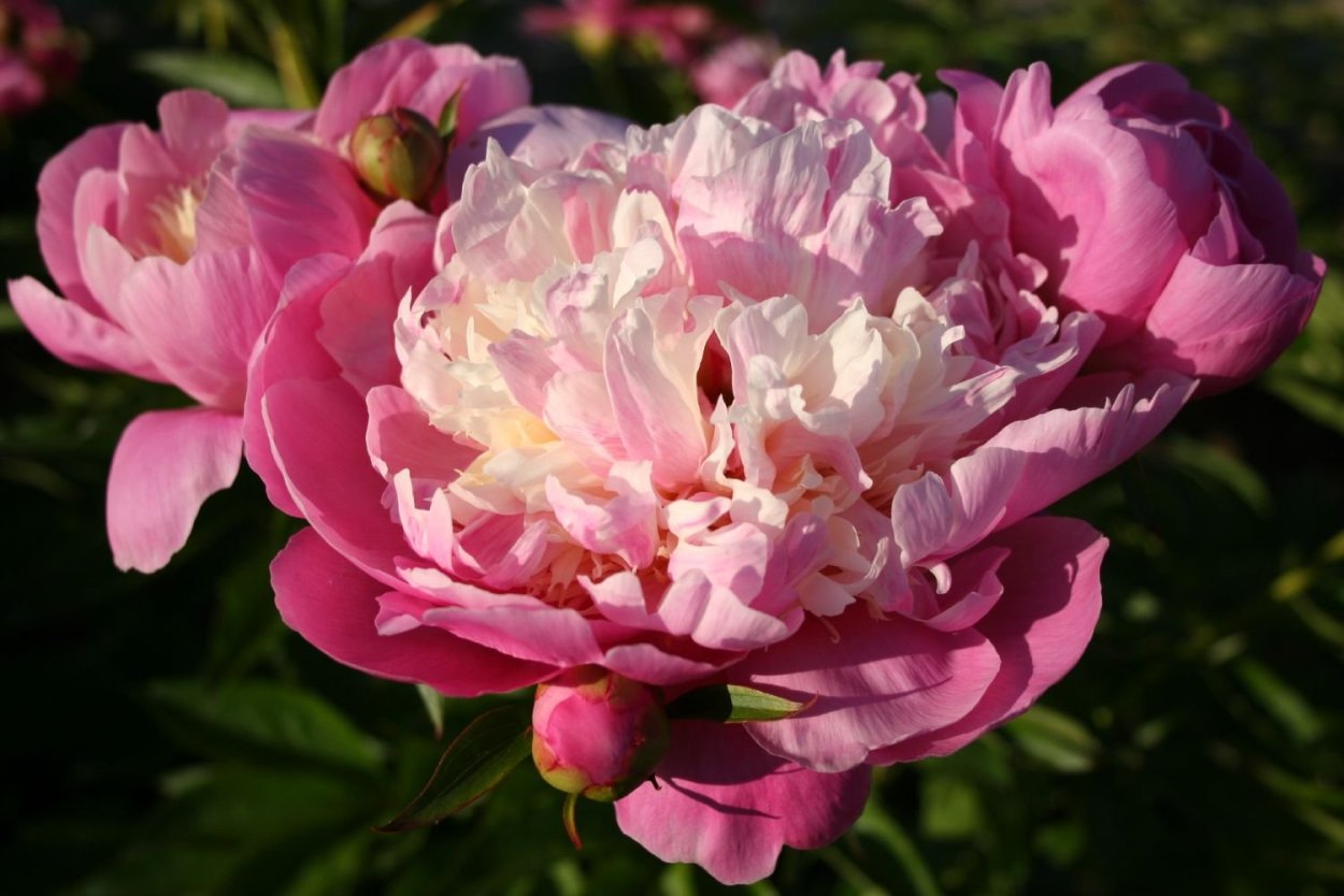 Paeonia lactiflora 'Альберт'