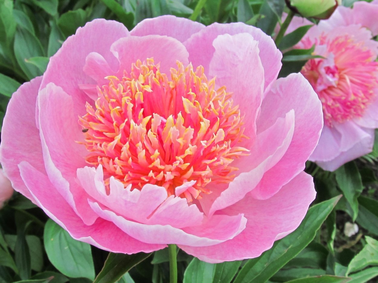 Пион Элизабет Кан