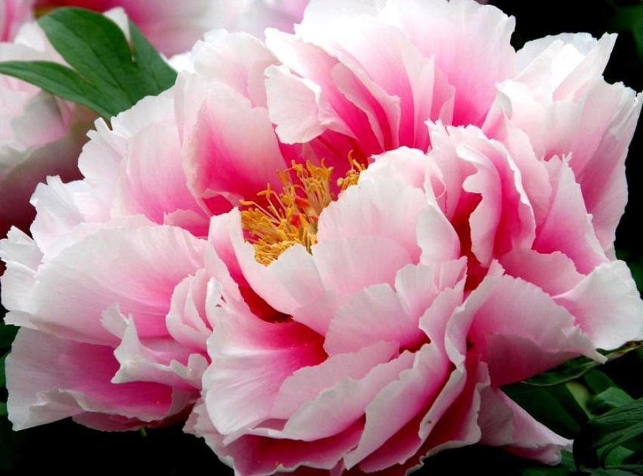 Пион Магнифика