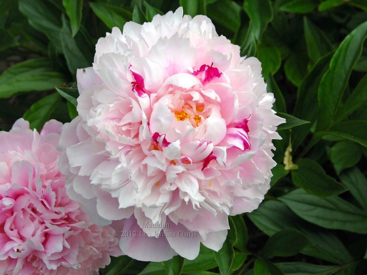 Grand massive пион