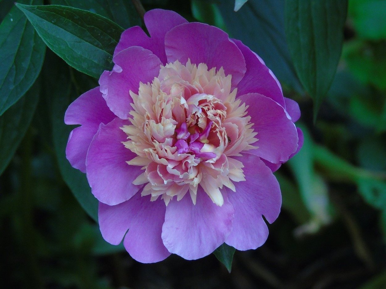 Пион Каролина констебль