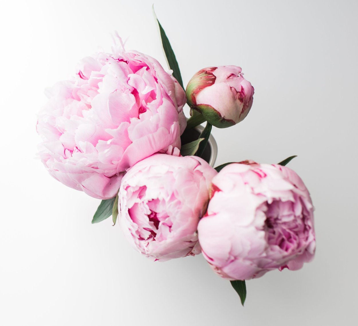Пионы на белом фоне