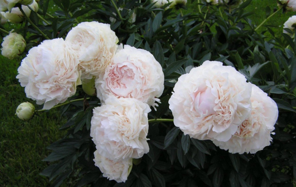 Пион молочноцветковый Solange