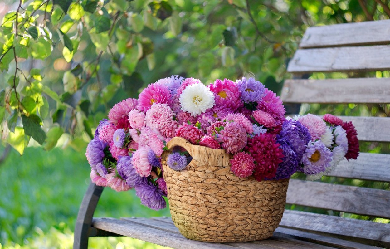 Летние цветы