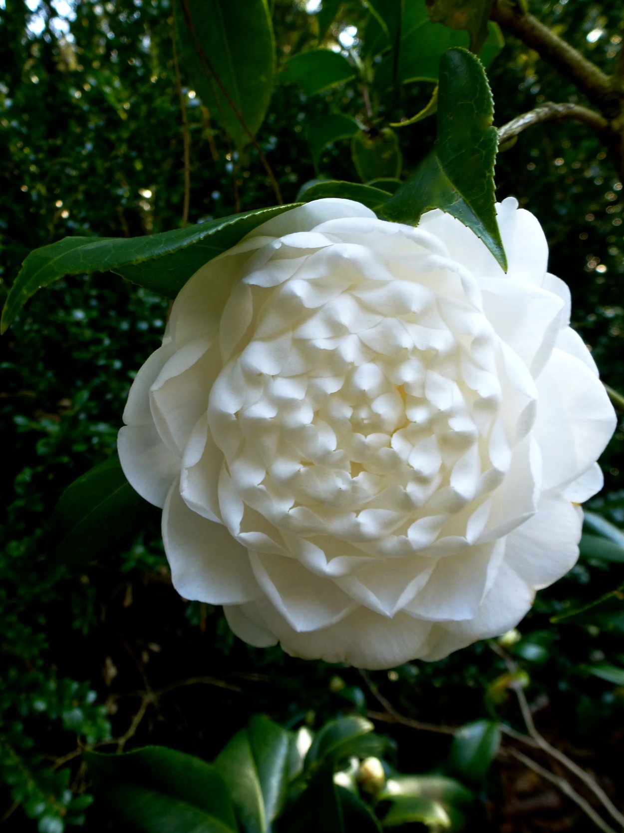 Луна и женская энергия