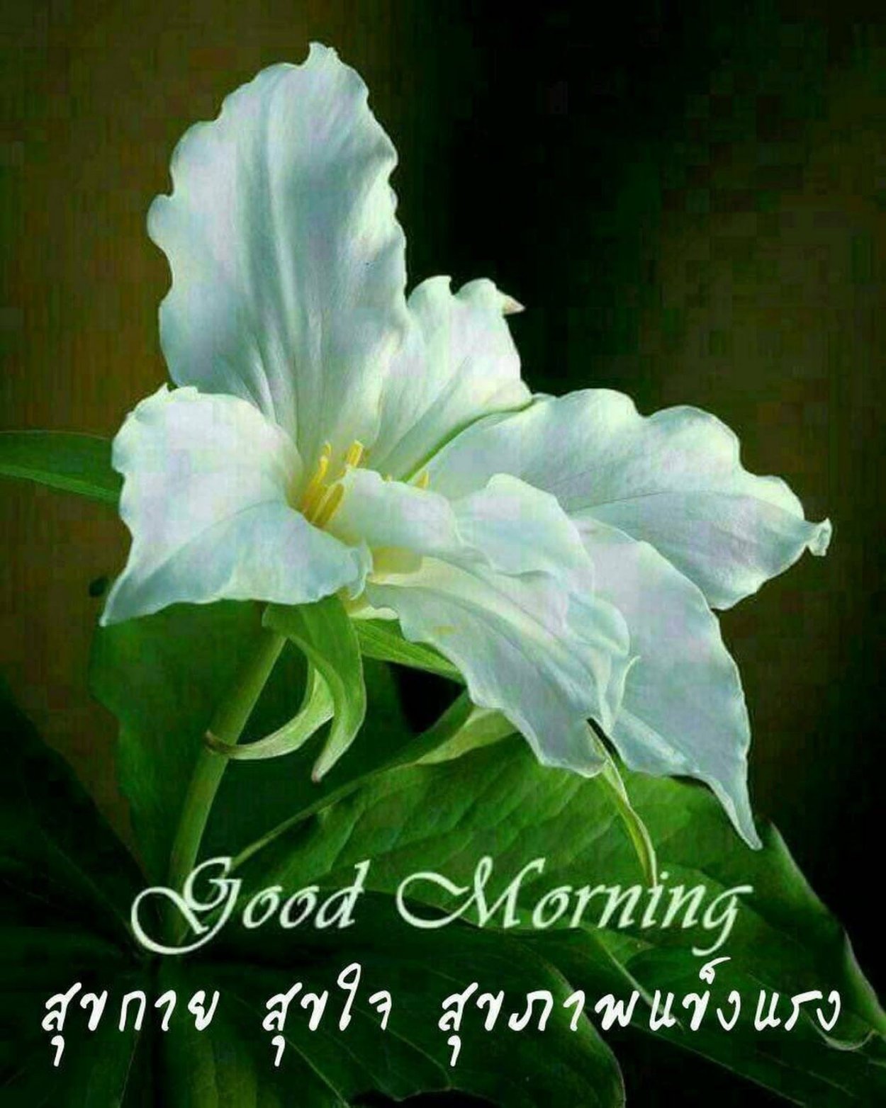 Лунный цветок белый цветок