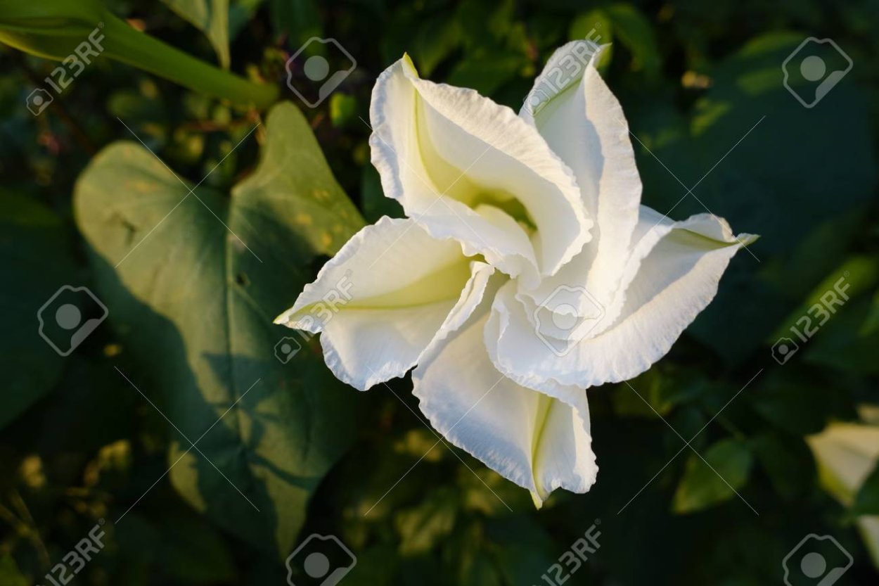 Ипомея Альба