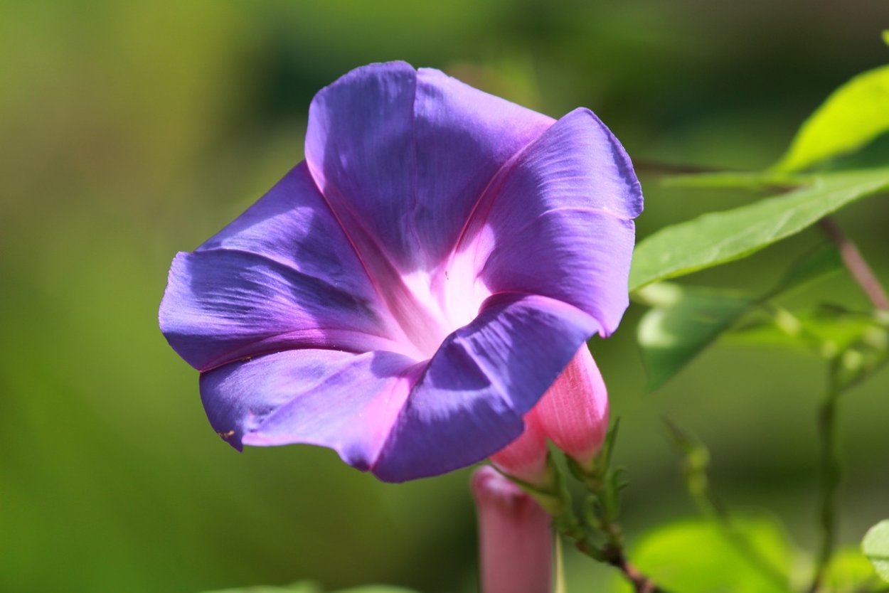 Цветок лотоса аниме