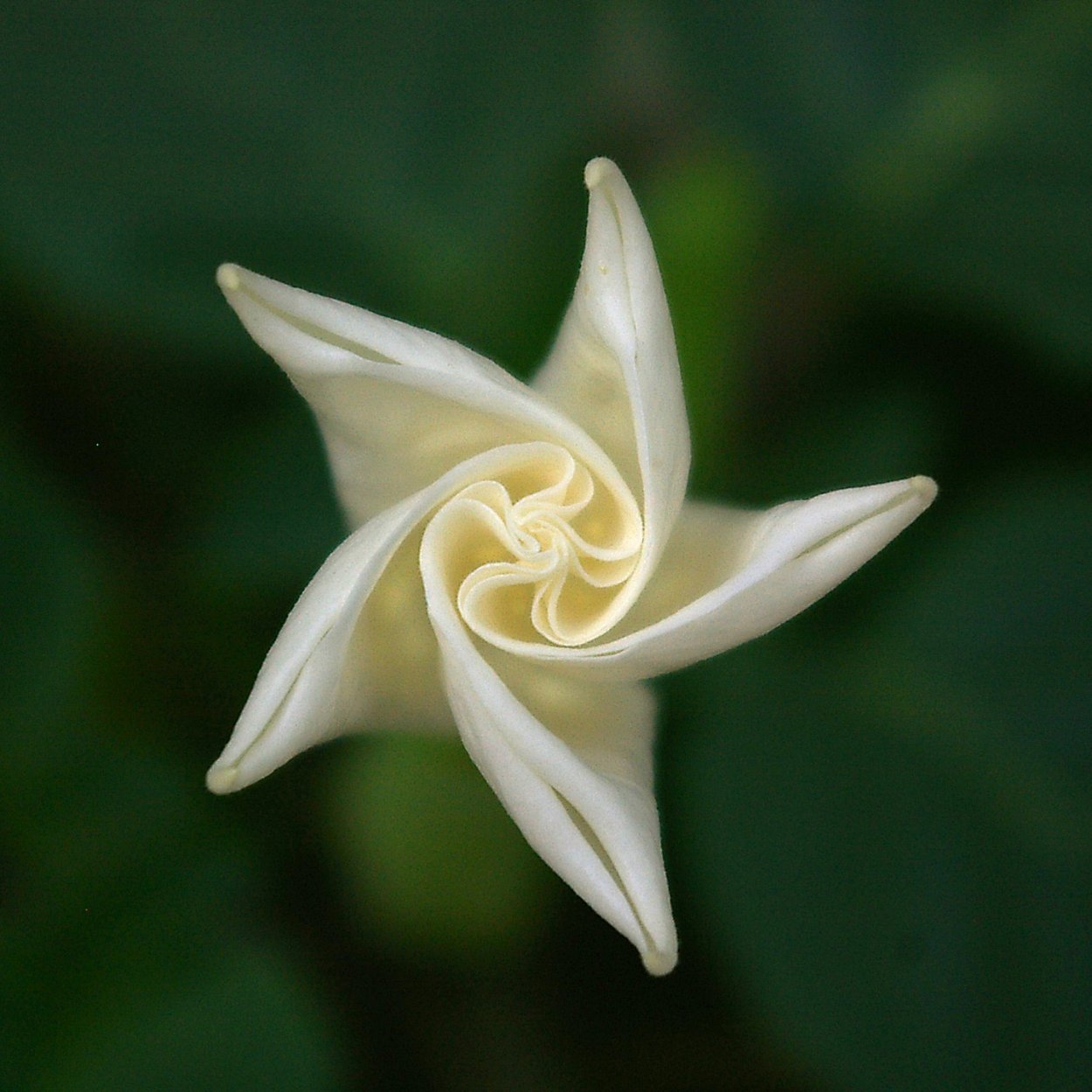 Луноцвет цветок