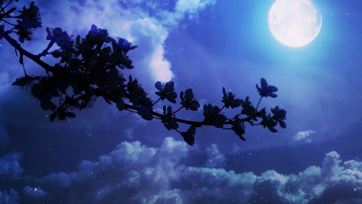 Камелия японская Уайт