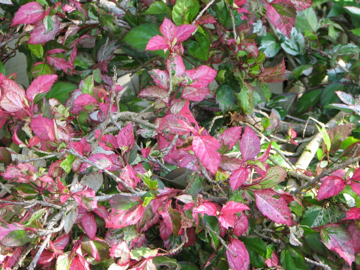 Гибискус Роуз флейк